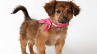 Illustration for article titled Adorable Adoptable Animals in Accessories Will Make Your Eyes Leak